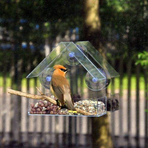 Birdbox – Prozorna ptičja hišica 03